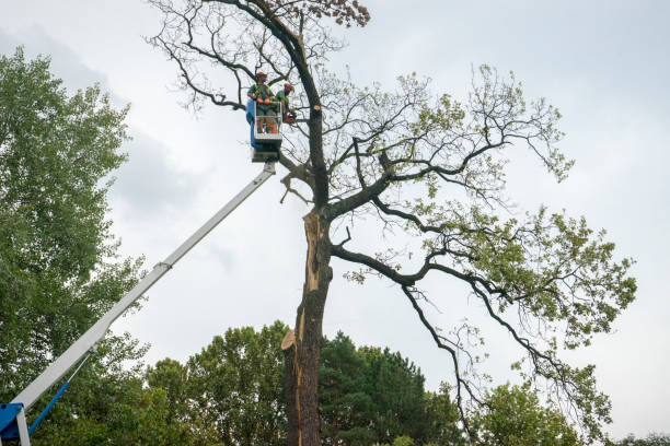 Best Hazardous Tree Removal  in Ridgecrest, CA