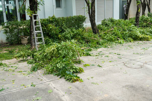 Best Lawn Pest Prevention  in Ridgecrest, CA