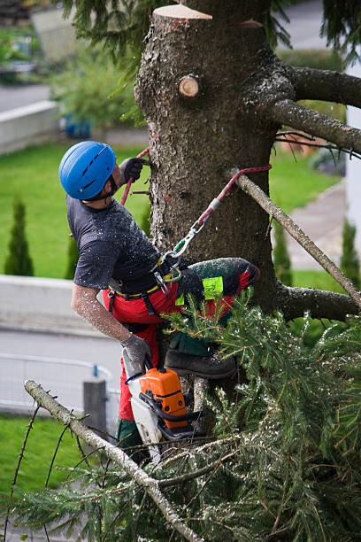 Best Organic Lawn Care Solutions  in Ridgecrest, CA
