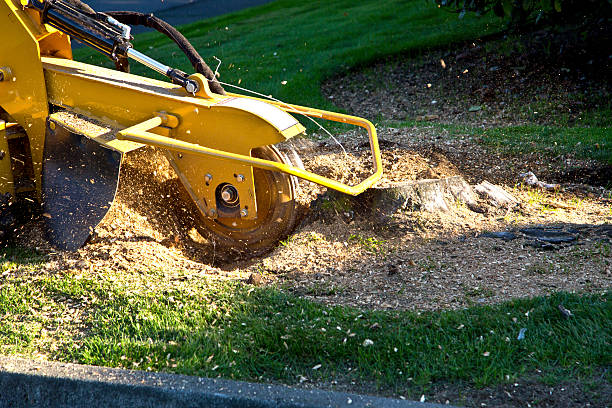 Best Tree Removal  in Ridgecrest, CA