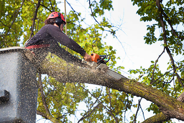 Best Tree Maintenance Programs  in Ridgecrest, CA