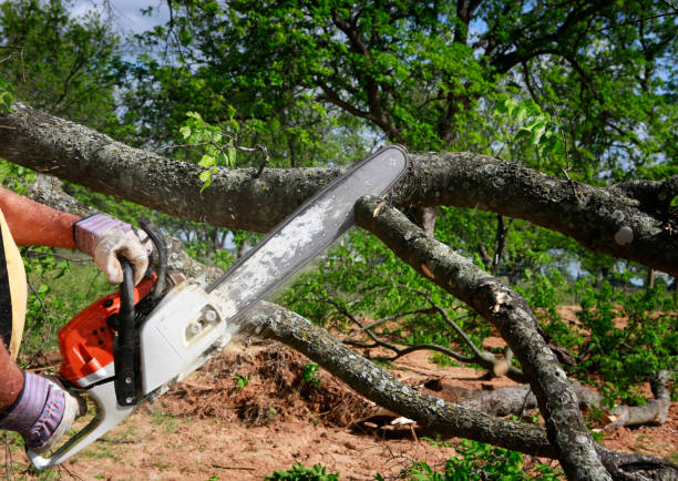 Best Emergency Tree Removal  in Ridgecrest, CA